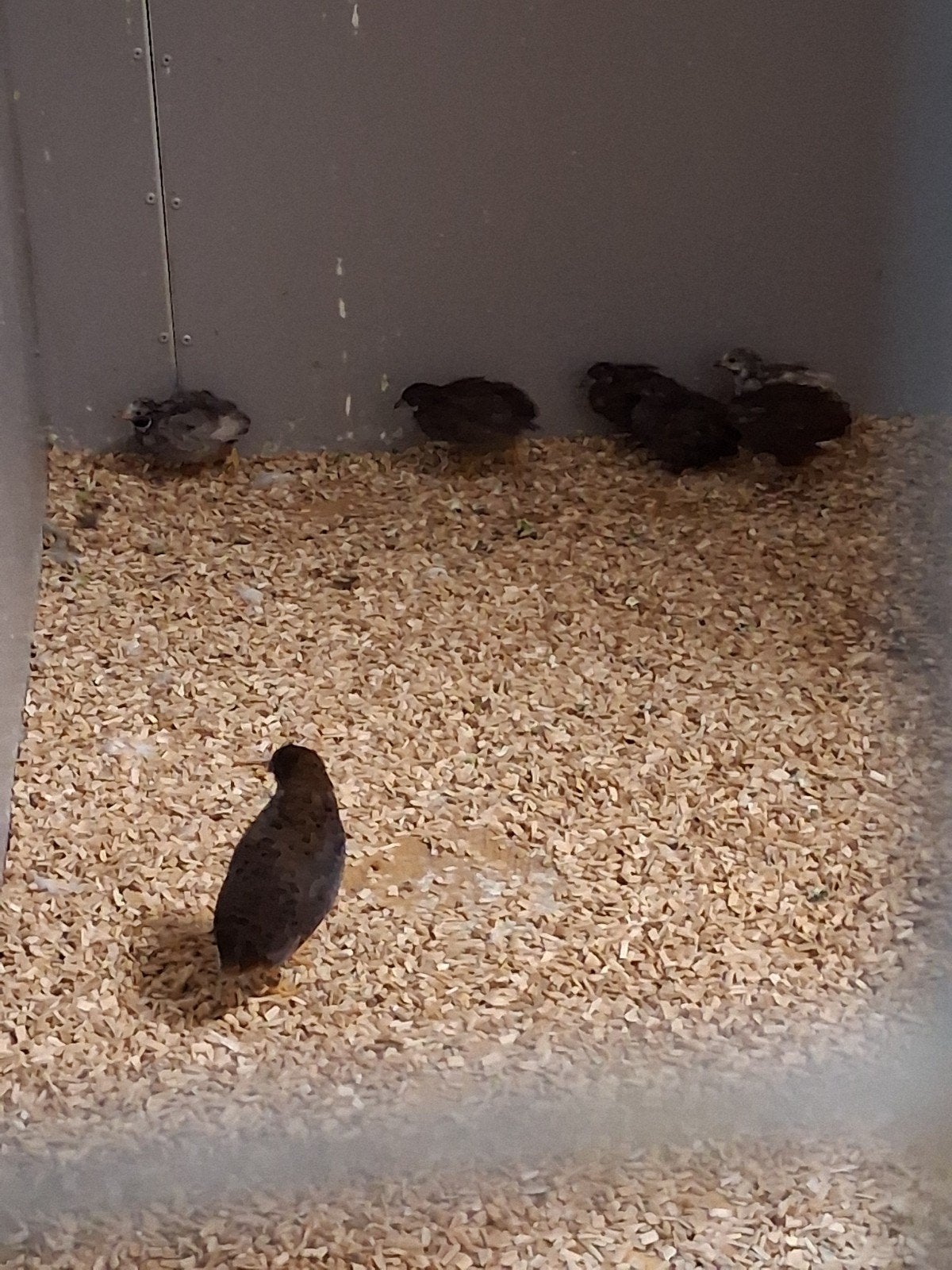 Meerdere koppels chineese dwergkwartels, Dieren en Toebehoren, Meerdere dieren