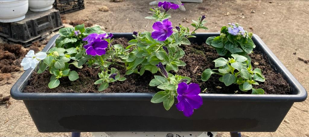 Aangeplante bakken met perkplanten, Tuin en Terras, Ophalen, Kunststof, Minder dan 30 cm, Balkon