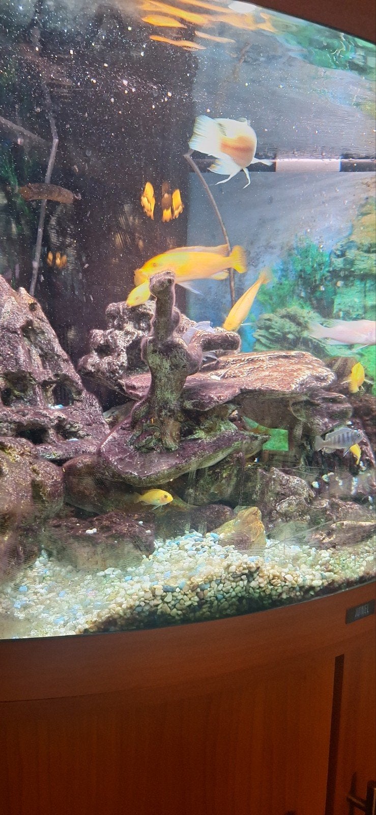 ciclieden, Dieren en Toebehoren, Vissen | Aquaria en Toebehoren, Ophalen