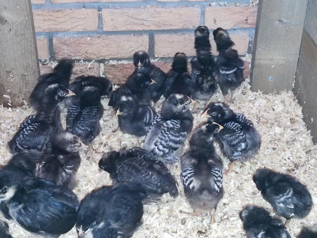 Jonge Amrock kuikens hennen en hanen, Dieren en Toebehoren, Meerdere dieren, Kip