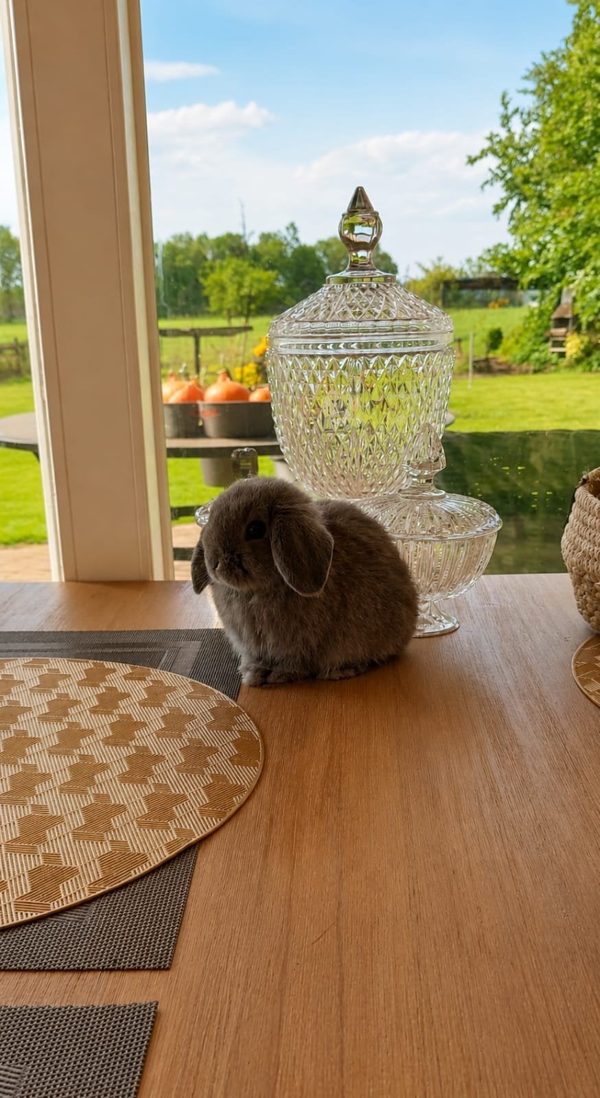 Lieve Minilop konijntjes beschikbaar Gevaccineerd zindelijk, Dieren en Toebehoren, Meerdere dieren, Dwerg, Hangoor, 0 tot 2 jaar