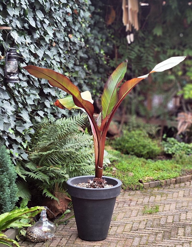 Ensete ventricosum ‘Maurelii’ (Abyssinian banana), Tuin en Terras, Vaste plant, Ophalen of Verzenden, Halfschaduw, Zomer