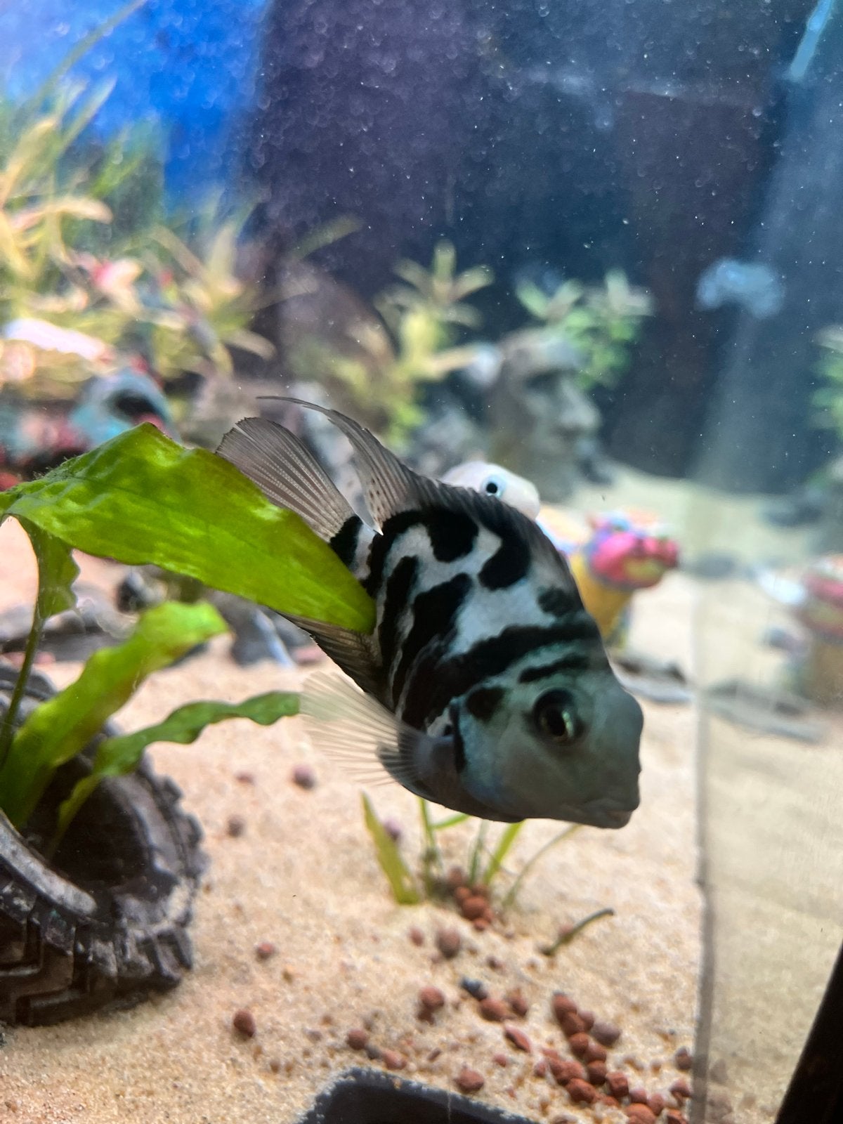 Papagaaichiliden, Dieren en Toebehoren