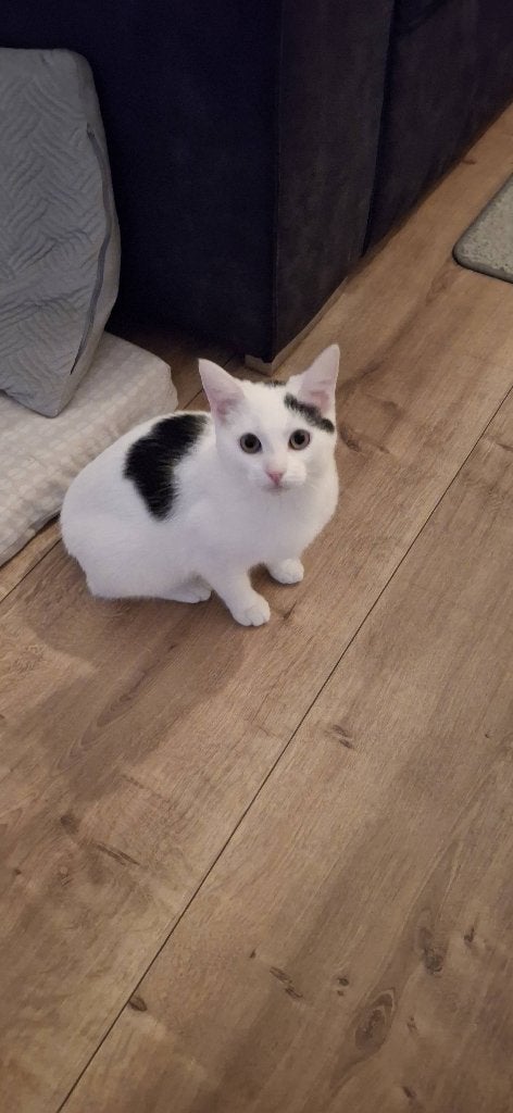 Simba (poes), Poes, Kortharig, 0 tot 2 jaar