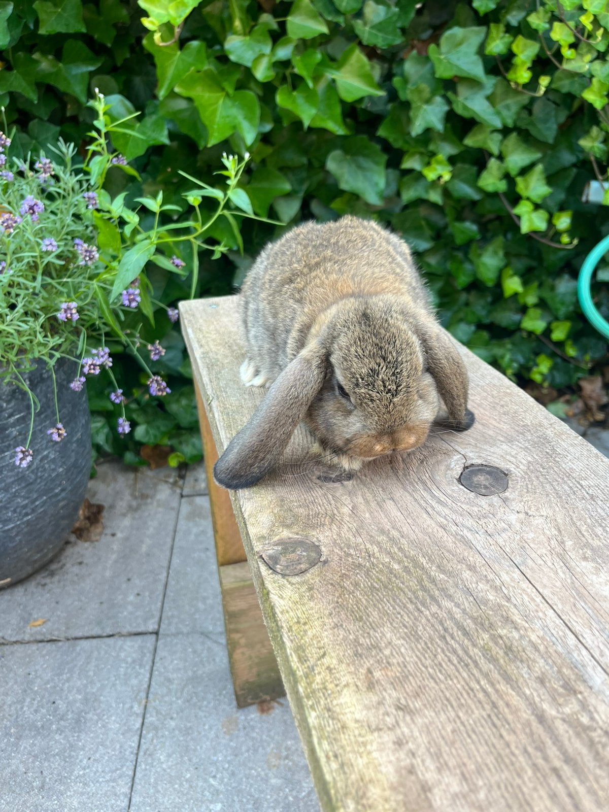 Jong nhd te koop, Mannelijk, Dwerg, Hangoor, 0 tot 2 jaar