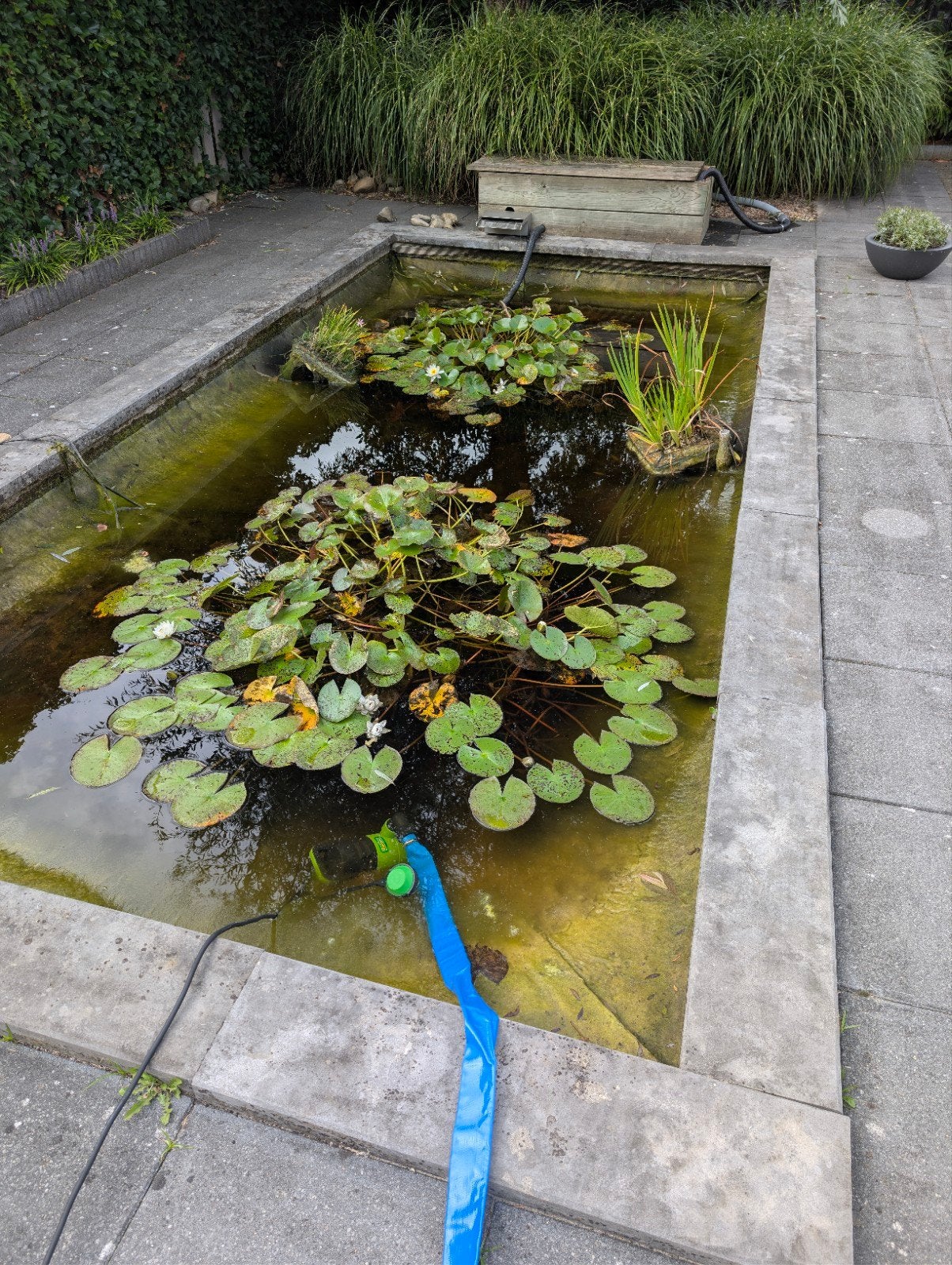 gratis waterlelies voor uw vijver, Ophalen, Gebruikt