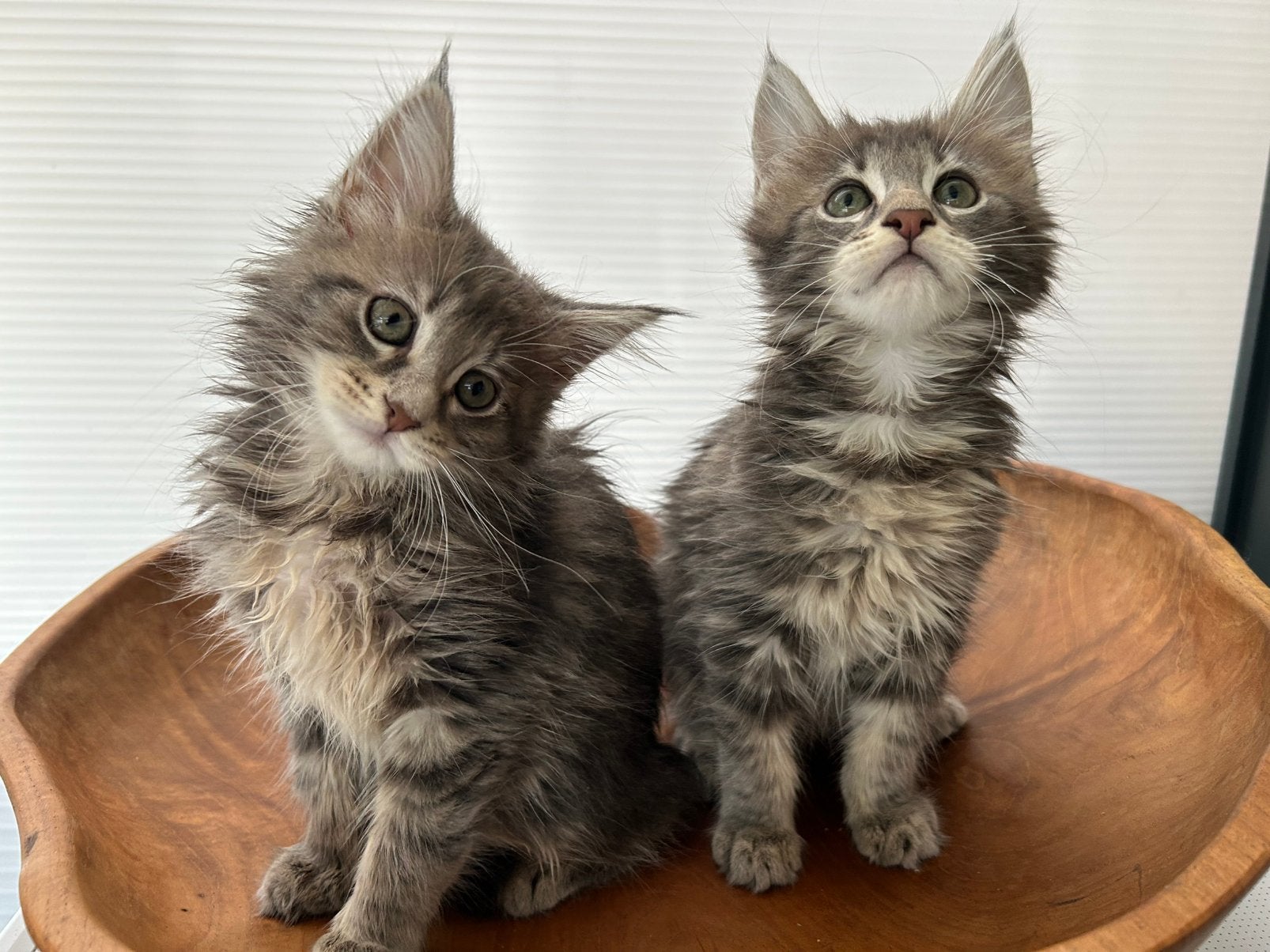 Prachtige Maine coon kittens uit Russische lijnen, Meerdere dieren, Gechipt