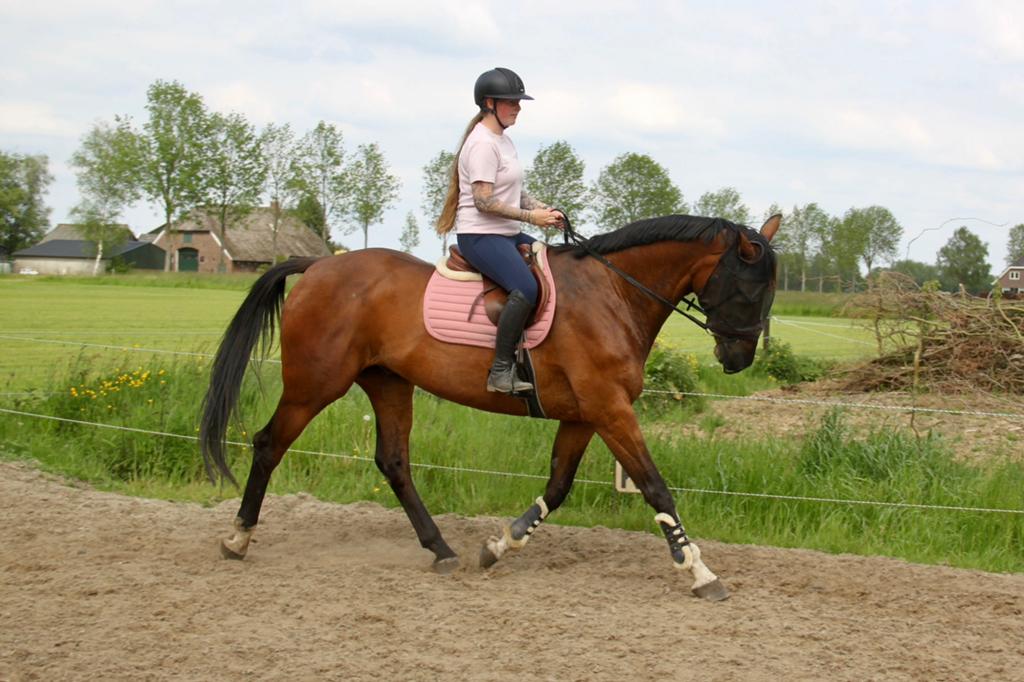 Lief groot leasepaard! Verplaatsbaar, lease op verplaatsing, Ruiter of Bijrijder