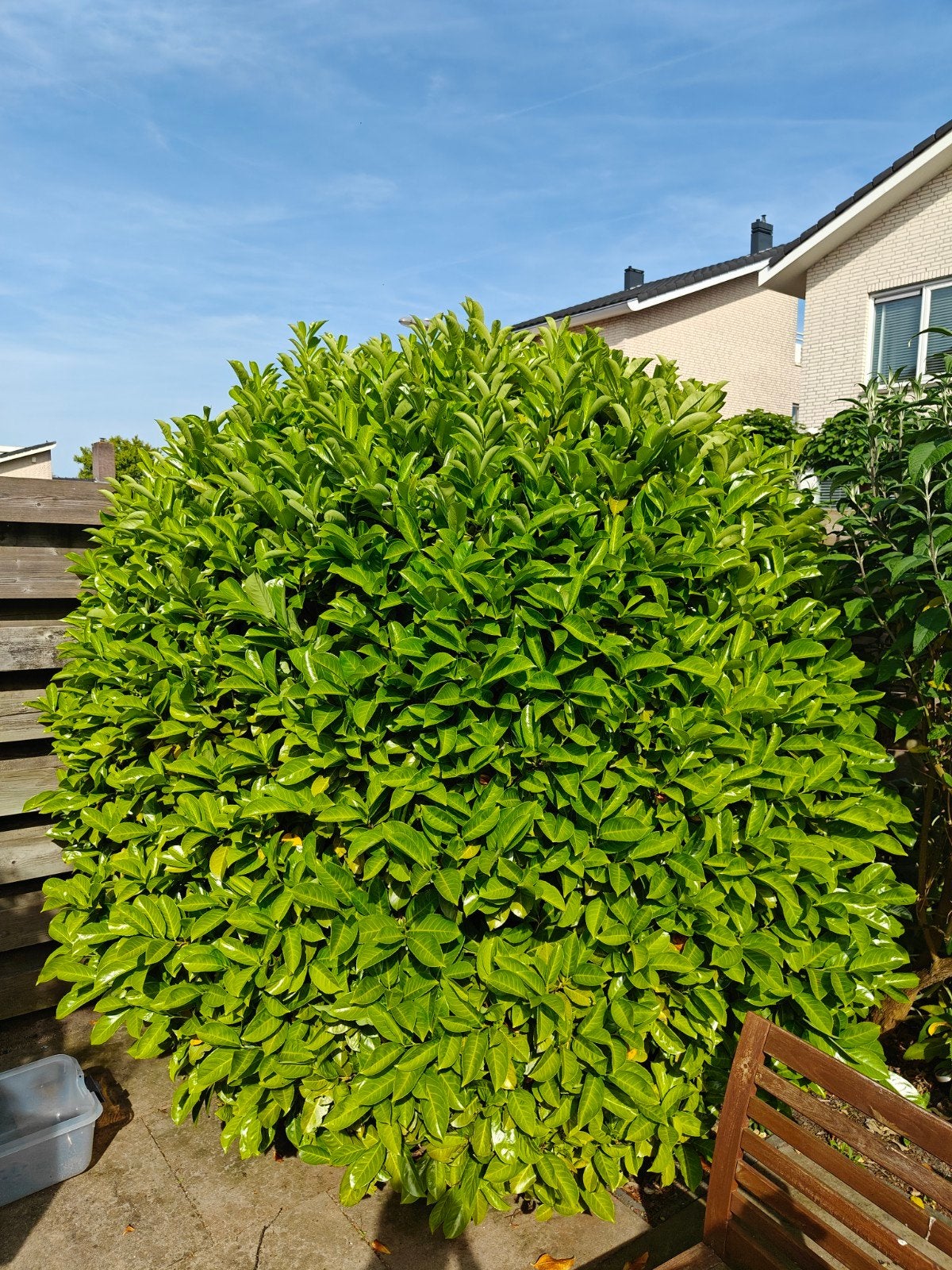 Laurier boom - Hele jaar groen, Tuin en Terras, Planten | Bomen, Ophalen, Halfschaduw, Overige soorten, 100 tot 250 cm