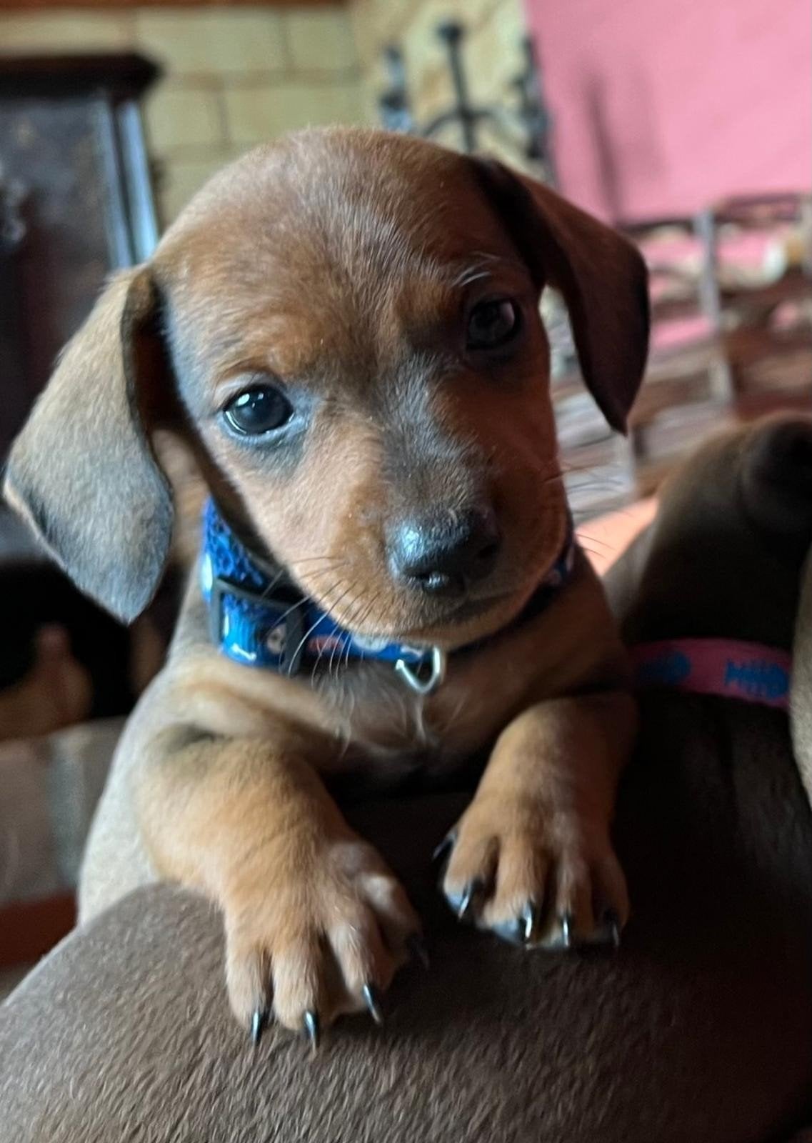 Te koop knappe dwerg teckel pups uit huiselijke omgeving, Dieren en Toebehoren, Parvo, 8 tot 15 weken, Korthaar, Dwerg