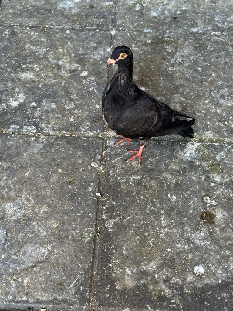 Jong.laudino, Dieren en Toebehoren, Vogels | Duiven