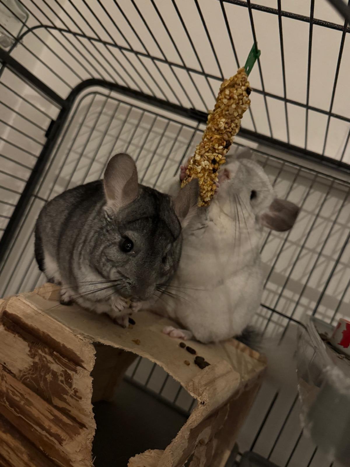 2 handtamme chinchilla’s + complete kooi op wielen., Ophalen