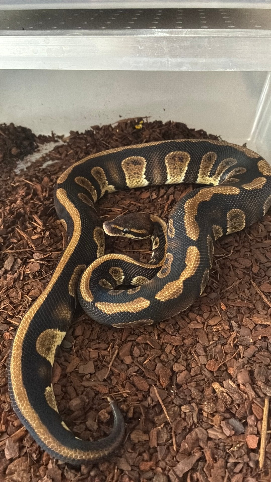 Ball python regius Ball Python photo 2