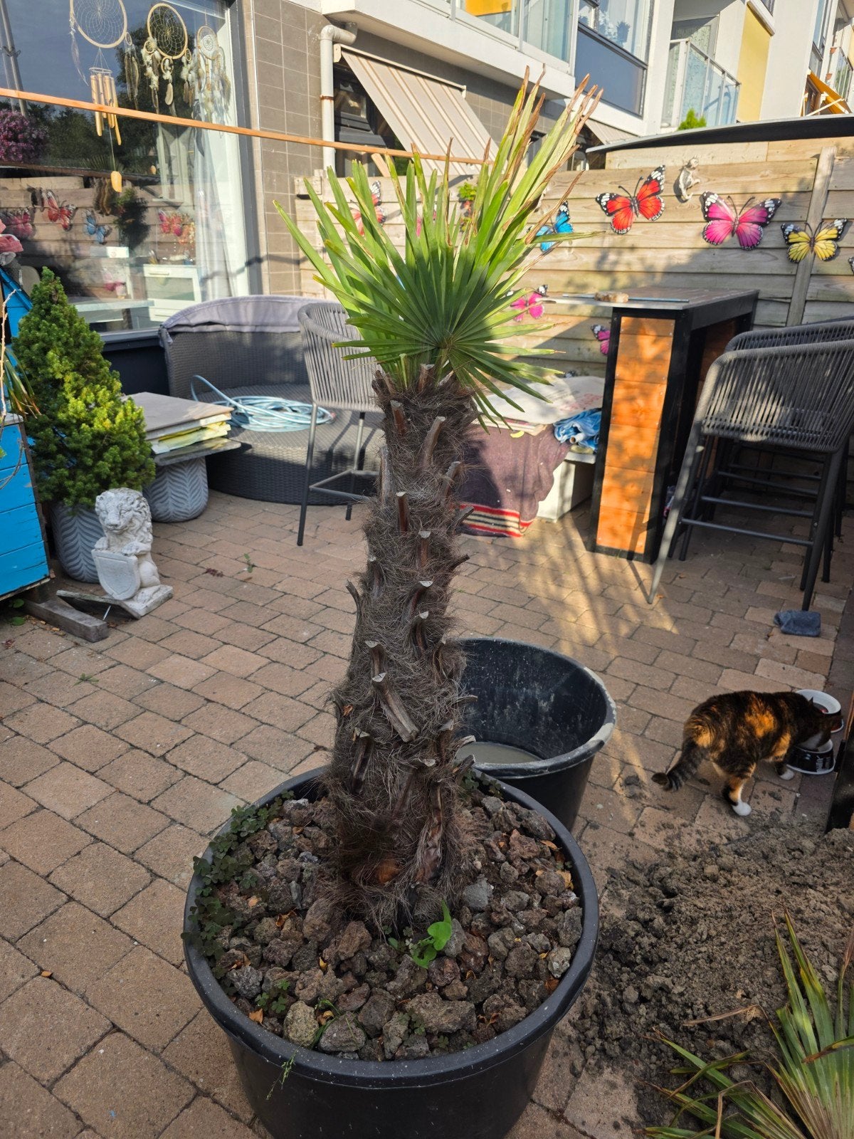 palmboom groot, Tuin en Terras, 100 tot 250 cm, Zomer, Palmboom, Ophalen