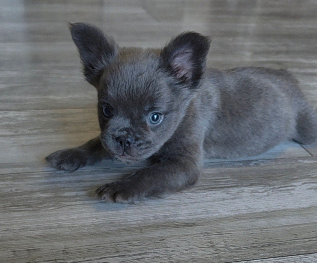 franse bulldog puppys beschikbaar, CDV (hondenziekte), 8 tot 15 weken, Bulldog, Meerdere
