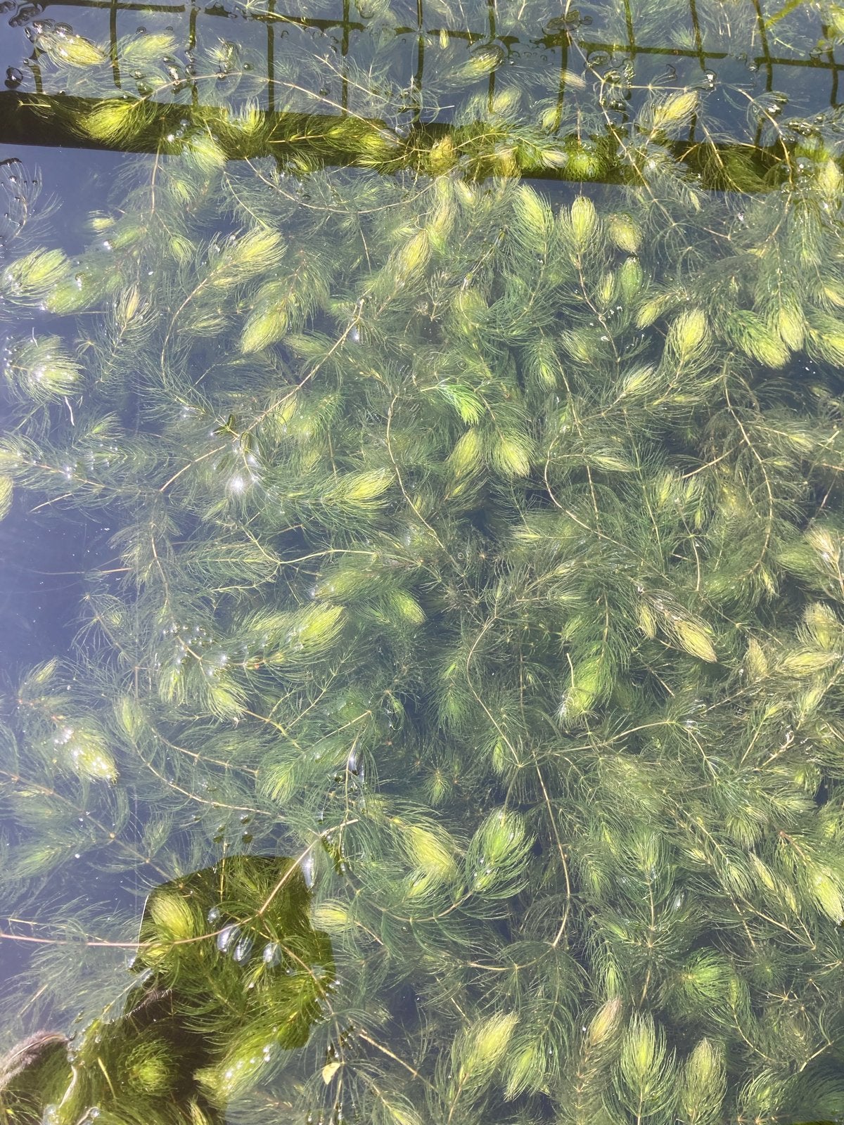 Hoornblad (Ceratophyllum demersum) - Zuurstofplant, Ophalen
