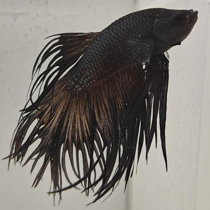 betta splendens man 33, Mannelijk