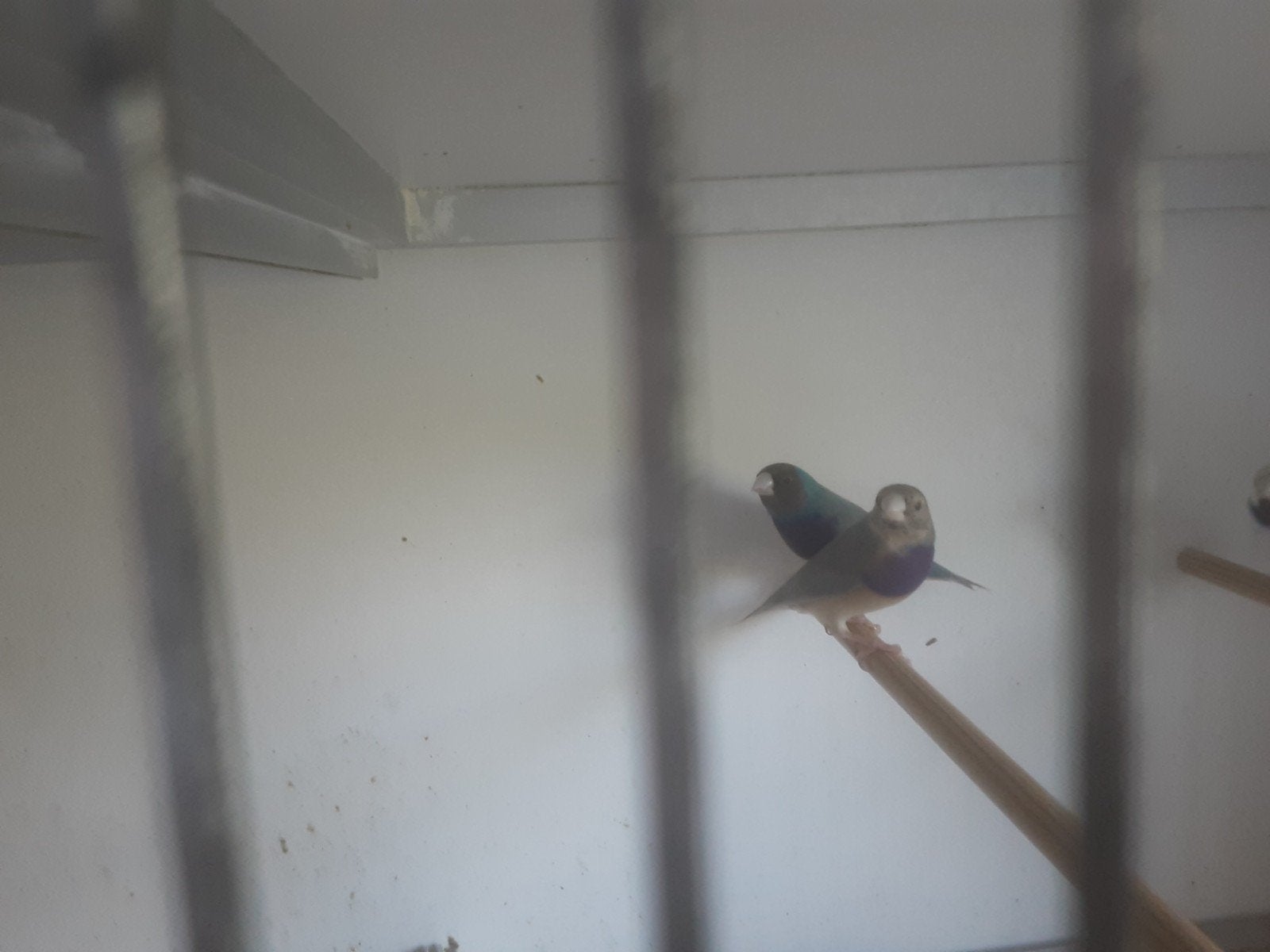 Goldamandine  blauw +wildkleur, Dieren en Toebehoren, Vogels | Kanaries, Kleurkanarie