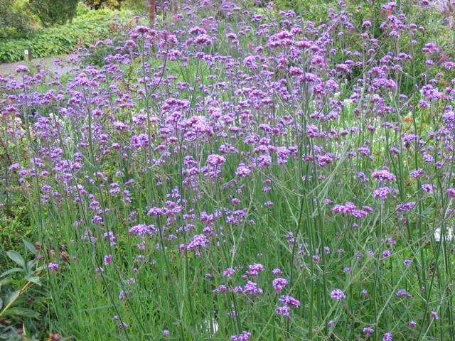 Tray verbena bonariensis.Ijzerhard. 60 plantjes, Ophalen, Overige soorten, Volle zon