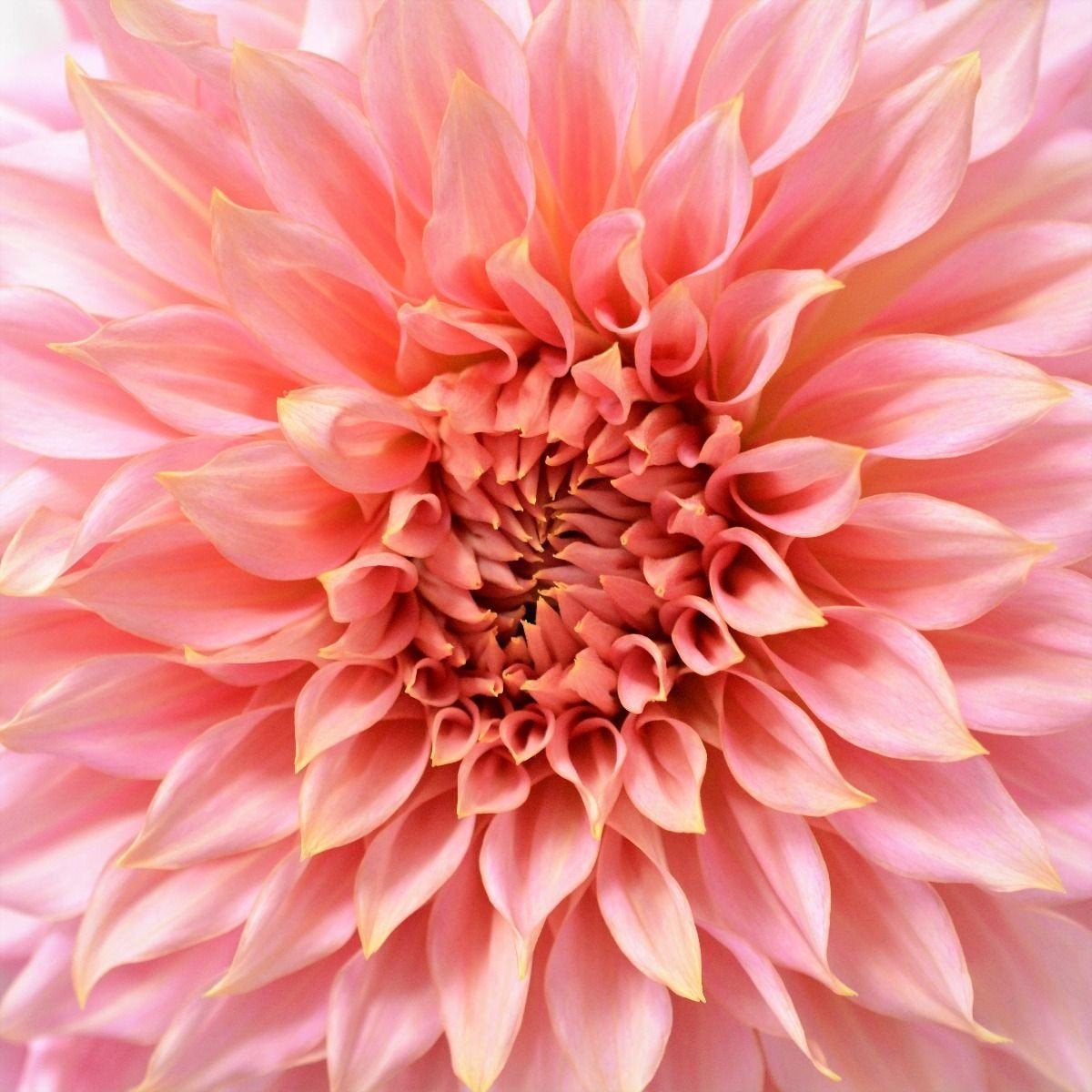 Biologische dahlia zaden, Ophalen of Verzenden, Voorjaar, Volle zon, Zaad
