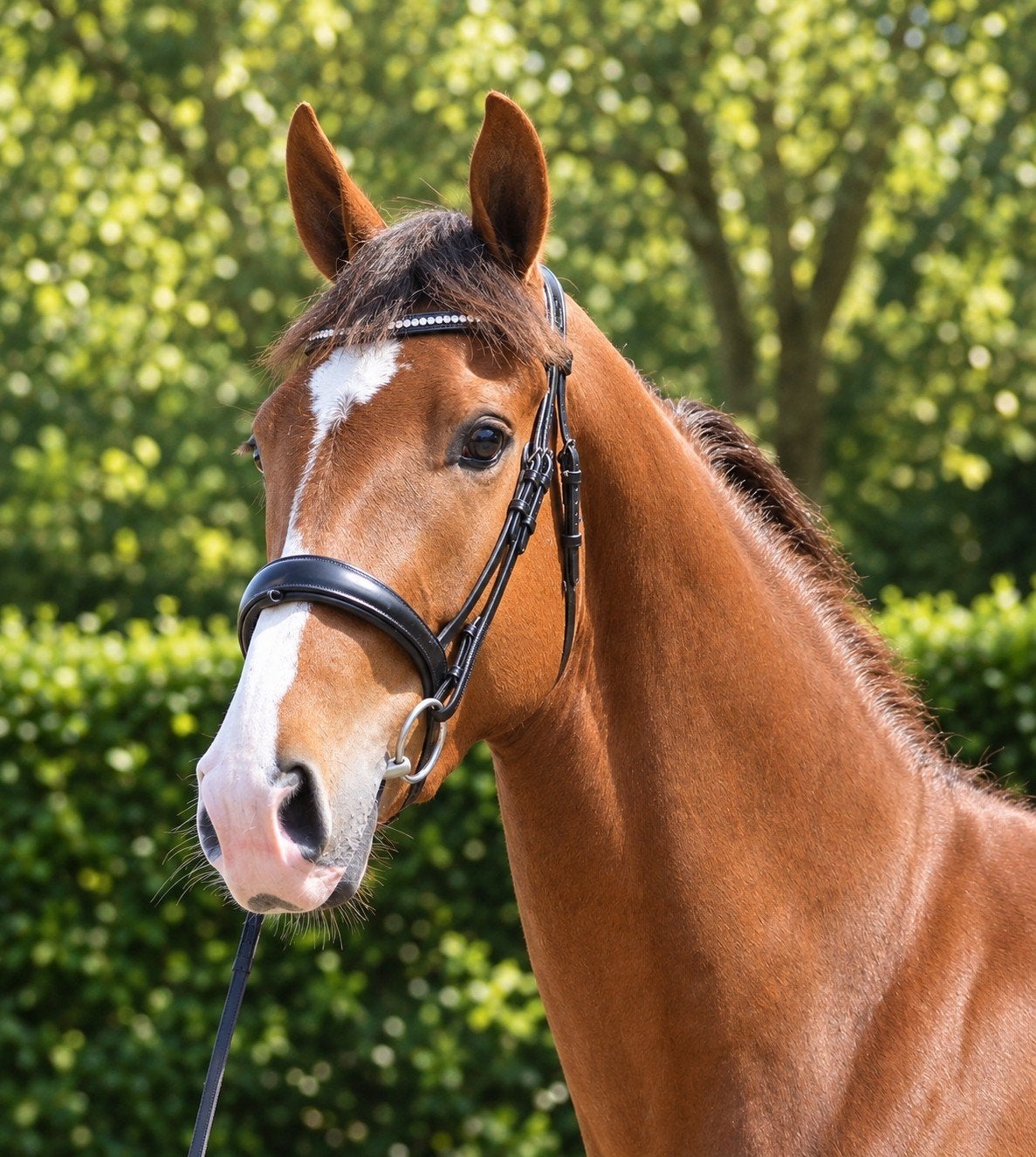 3 jarige merrie Extreme US, Merrie, Met stamboom, Dressuurpaard, Zadelmak