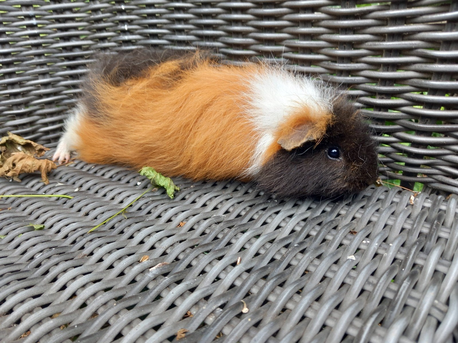 ch teddy beer, Dieren en Toebehoren, December, Mannelijk, Cavia