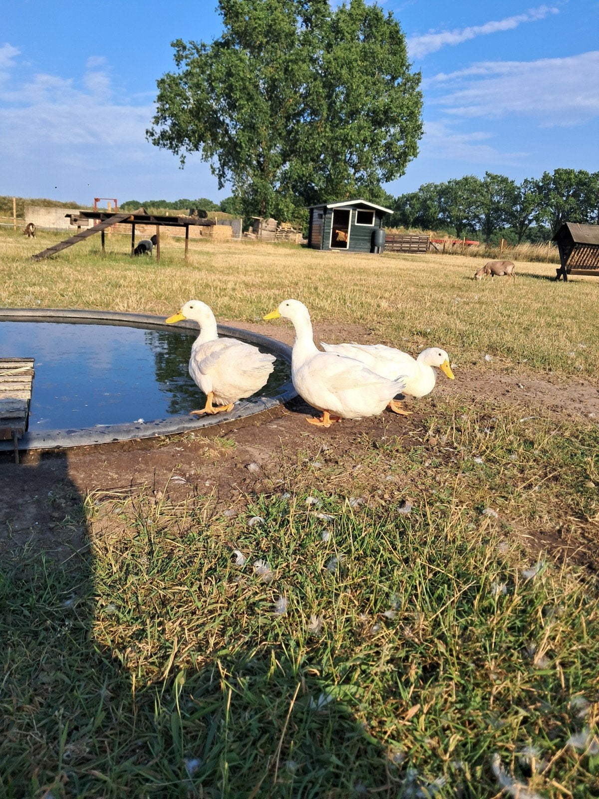Pekingeend, Dieren en Toebehoren, Pluimvee, Mannelijk, Eend