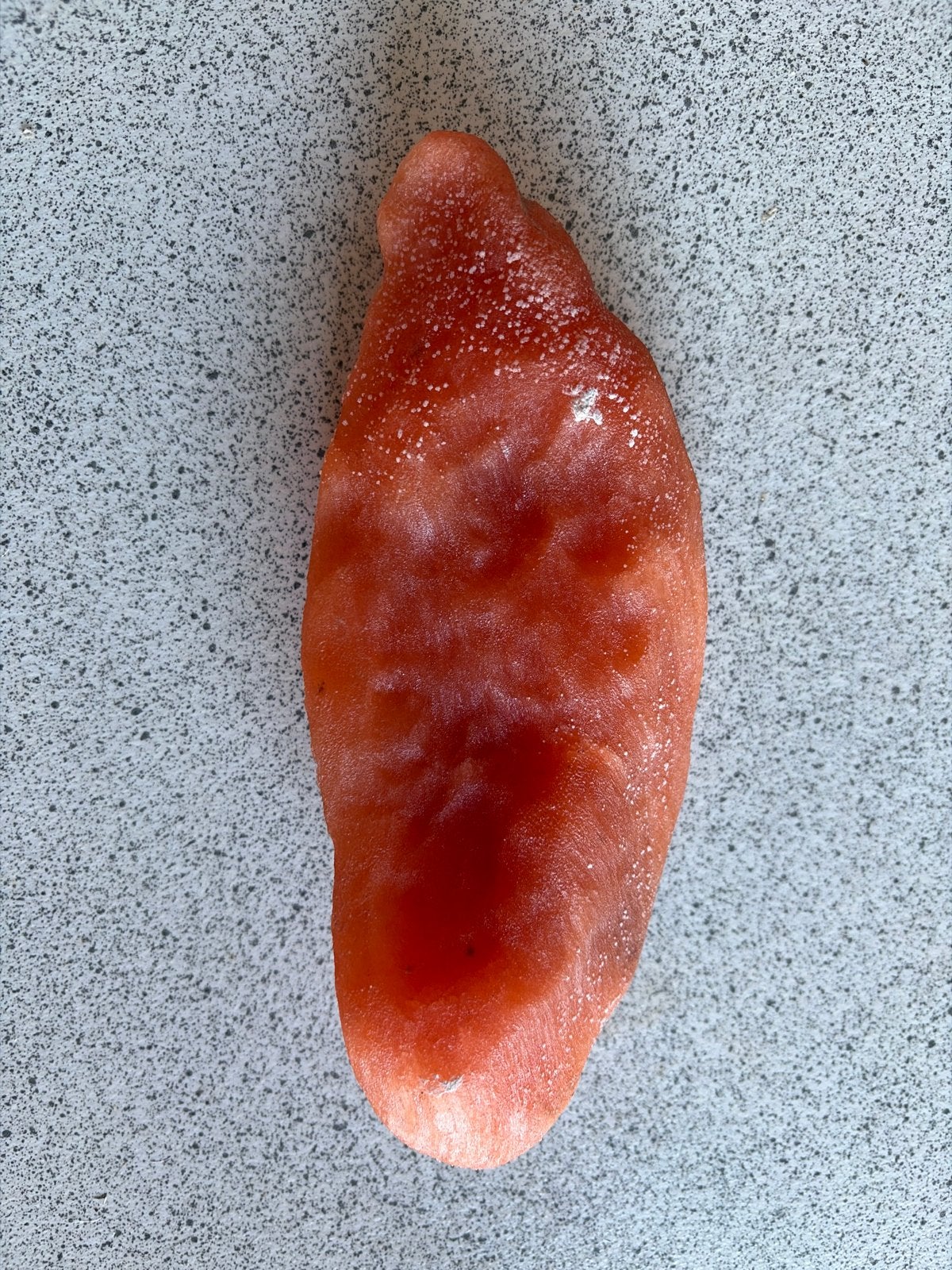 versteende (gefossiliseerde) zeekomkommer, Ophalen of Verzenden