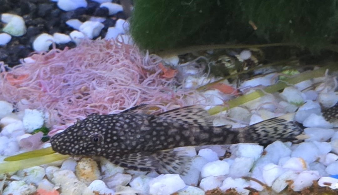 Jonge algeneters te koop., Dieren en Toebehoren, Ophalen, Overige typen
