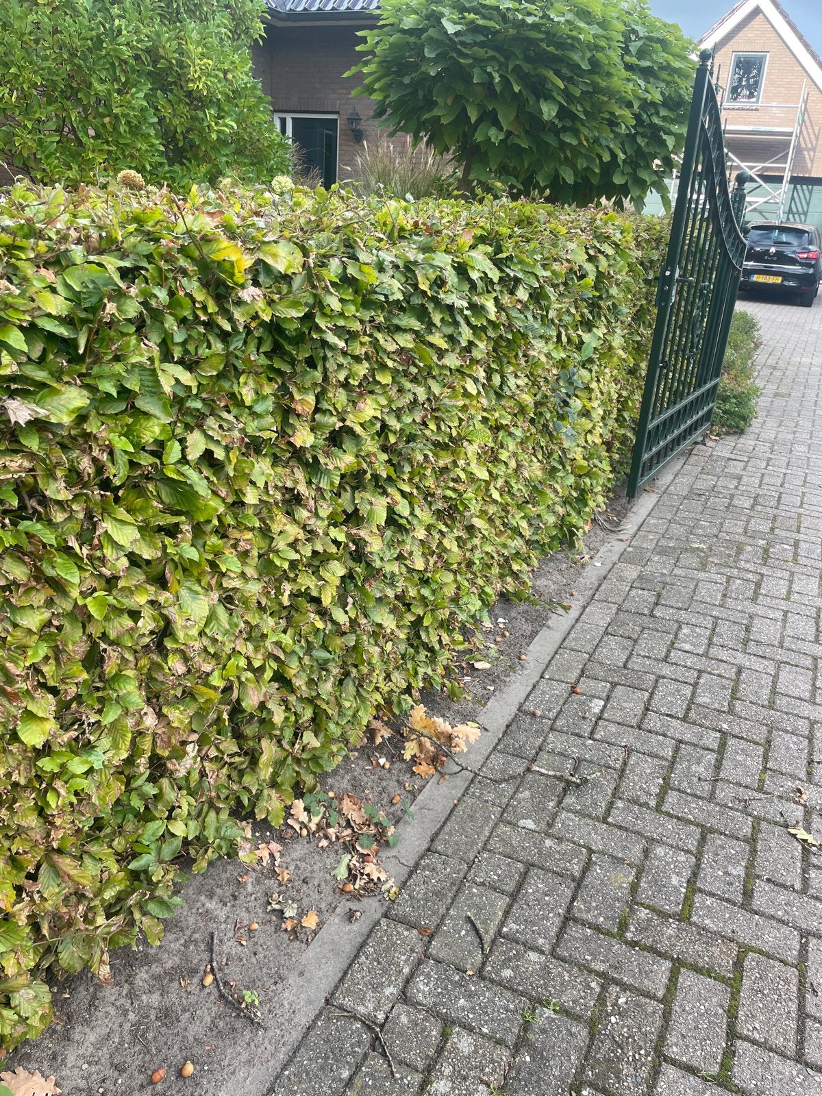 Beukenhaag 5m - 10m, Tuin en Terras, Vaste plant, Bloeit niet, Halfschaduw, Ophalen