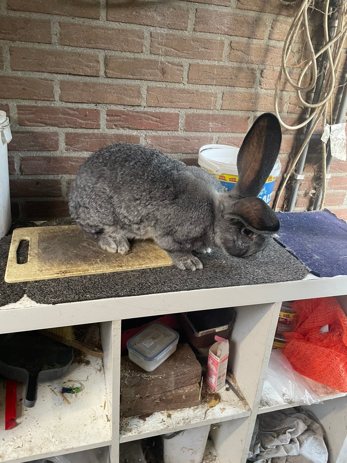 Mooie vlaamse reus Chincilla ram, Mannelijk, Groot