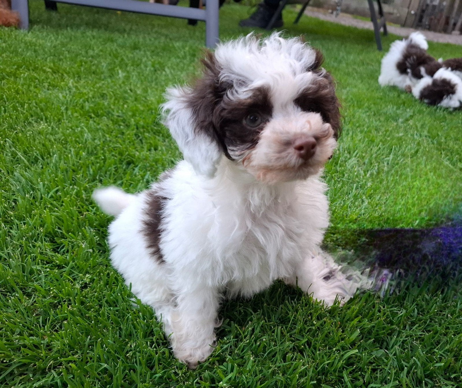 Uniek chocolade harlekijn Toy Poedel reutje, Poedel, Reu, 8 tot 15 weken, Eén hond