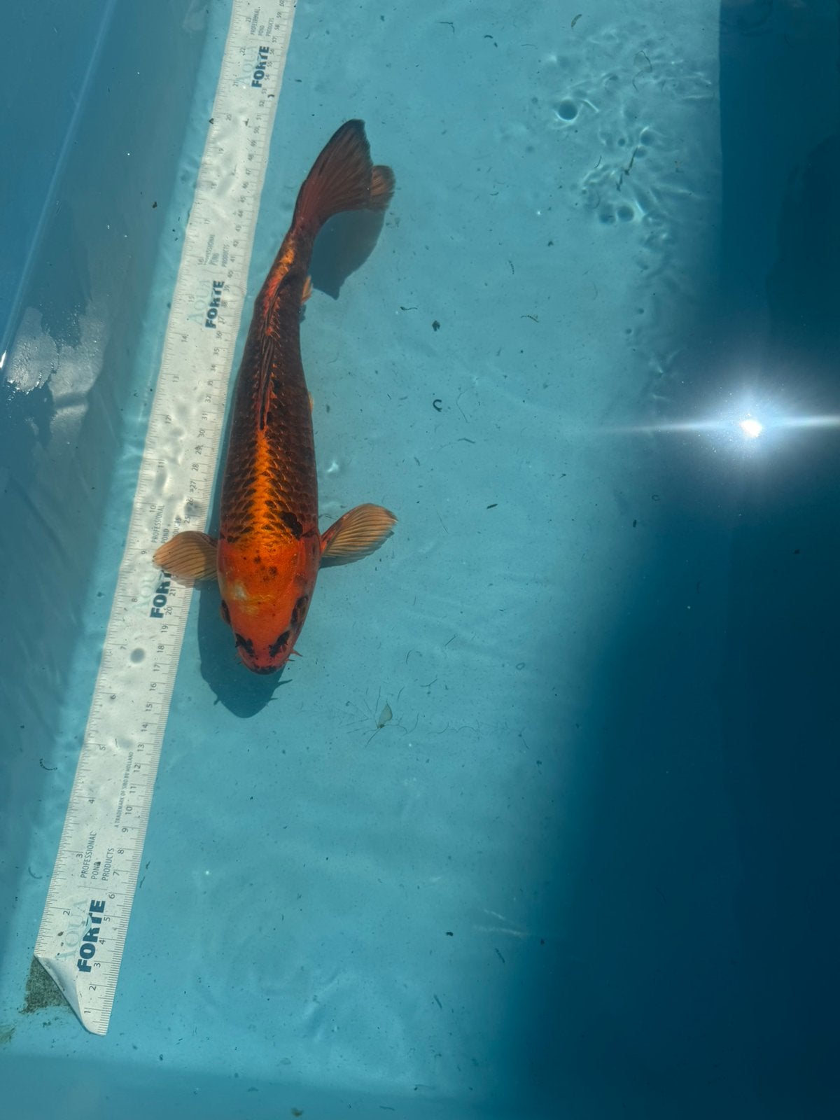 Hi Matsuba koi, Dieren en Toebehoren, Karper of Koi