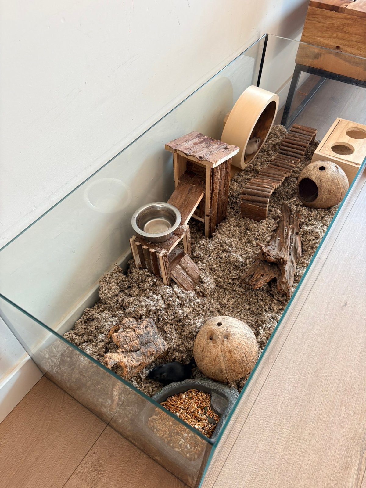 Gerbils met verblijf, Dieren en Toebehoren, Knaagdieren, Vrouwelijk, Overige typen, Februari