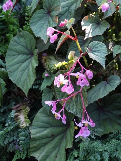 Begonia grandis subsp. evansiana, Ophalen, Vaste plant, Overige soorten, Halfschaduw