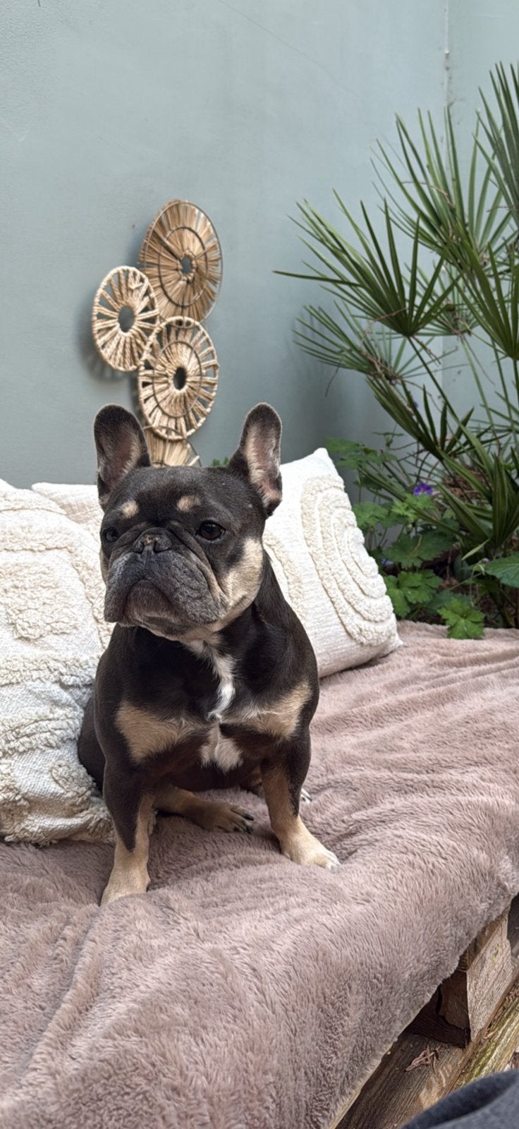 Franse bulldog balou, Dieren en Toebehoren, Teef, Bulldog, Eén hond, 3 tot 5 jaar