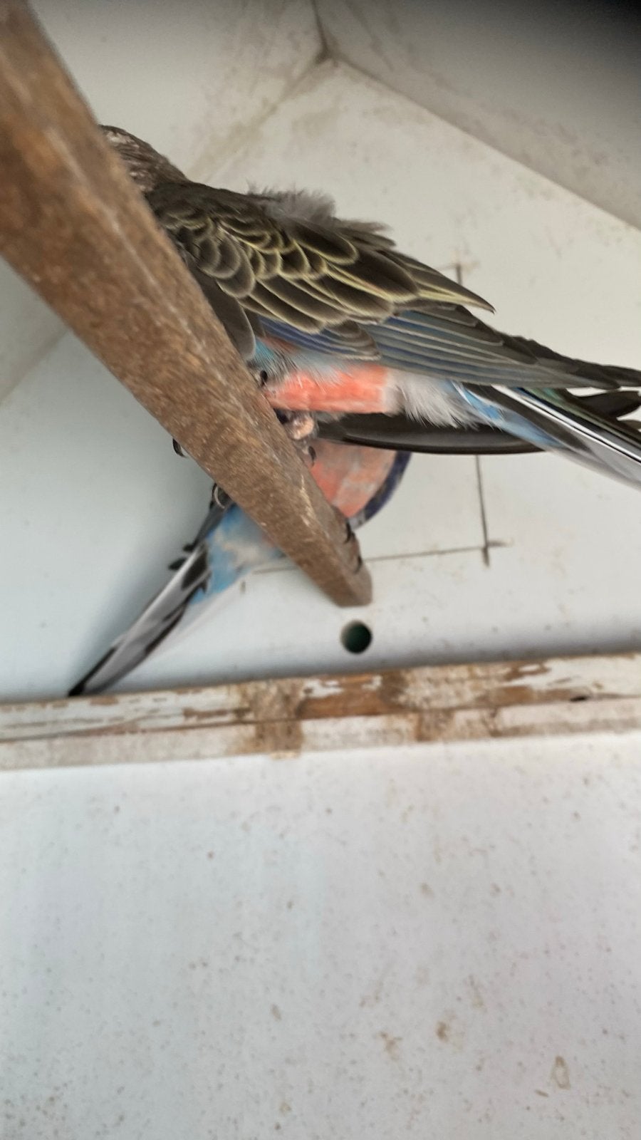 Bourkes, Dieren en Toebehoren, Meerdere dieren, Parkiet, Geringd
