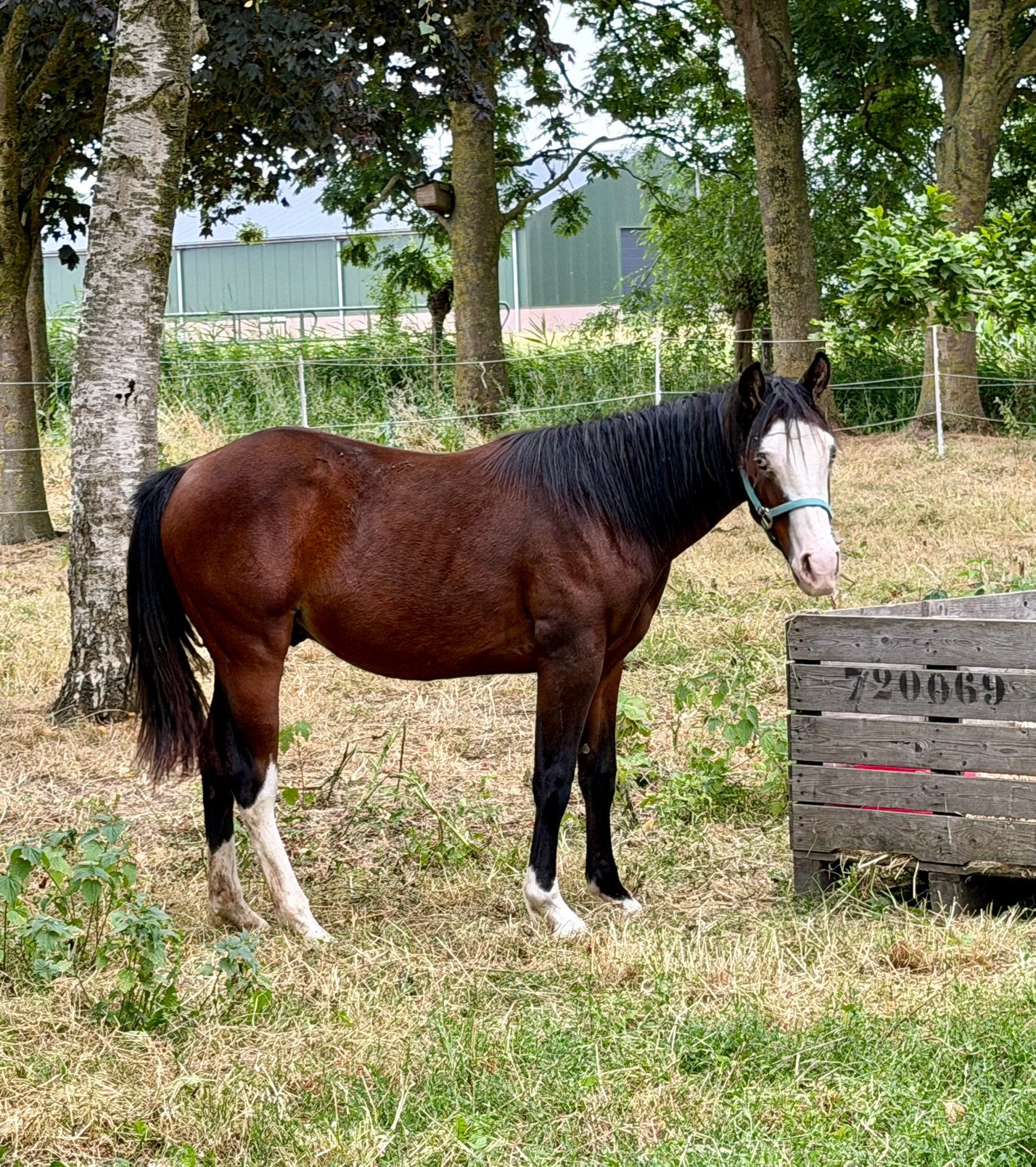 Opfok plekje ruin/hengst, Dieren en Toebehoren, Weidegang, 1 paard of pony