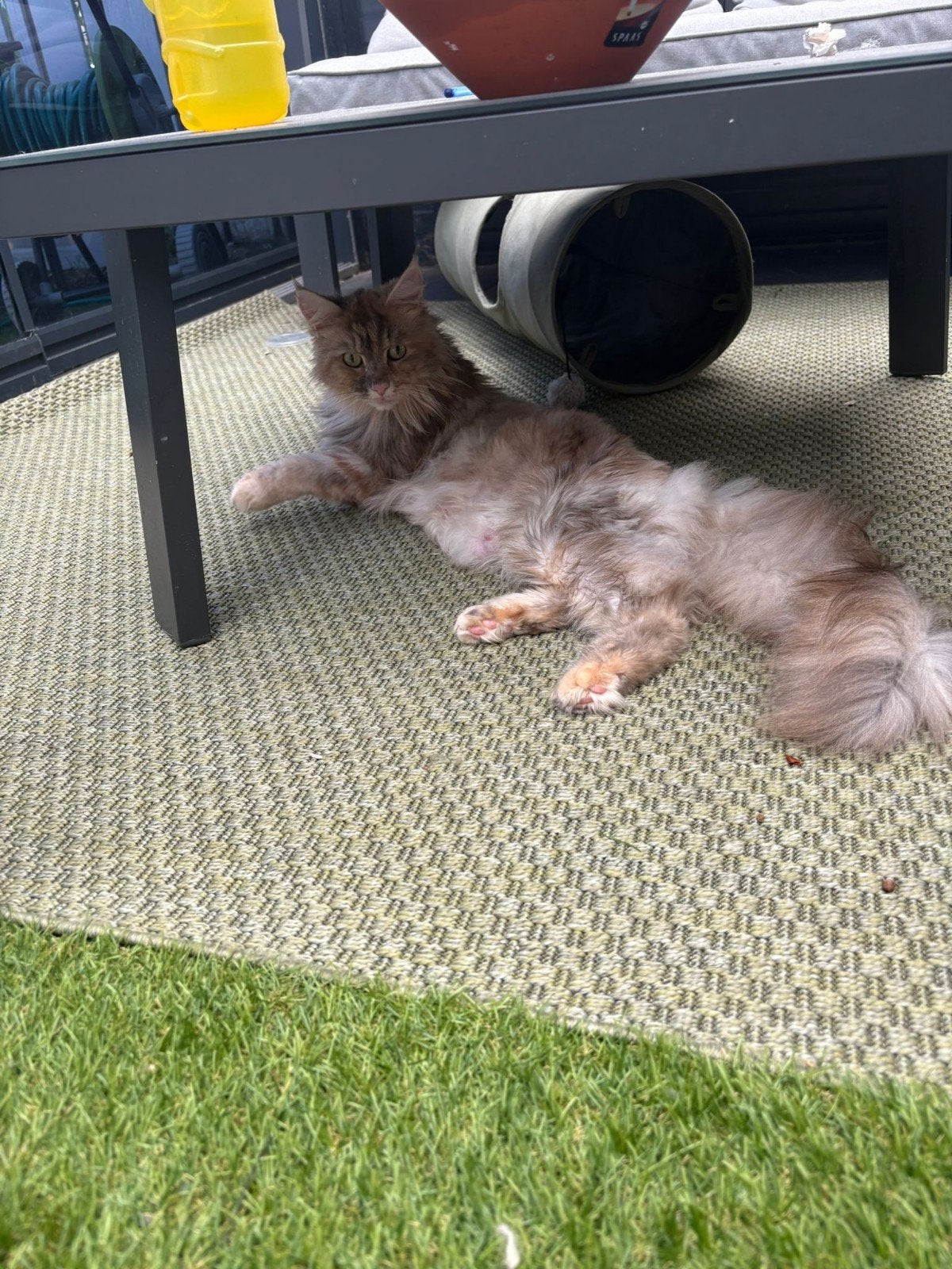 maincoon kittens, Dieren en Toebehoren, Meerdere dieren, Ontwormd, 0 tot 2 jaar