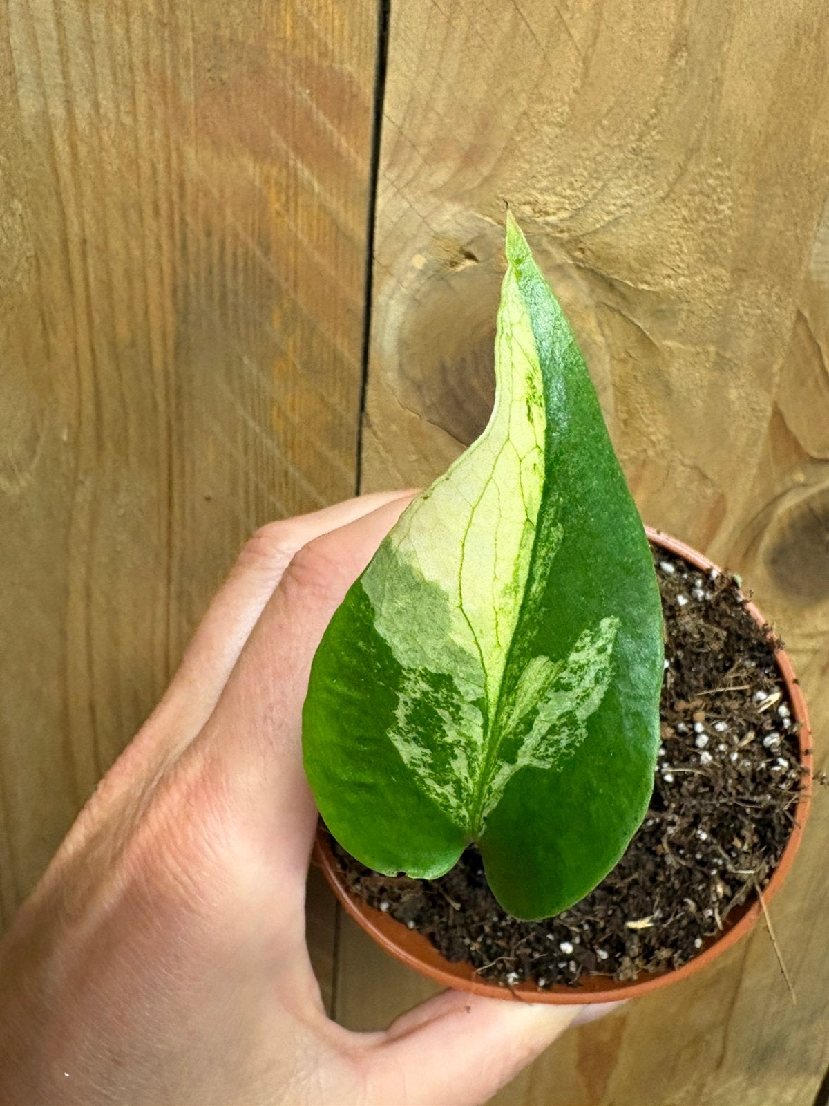 Monstera deliciosa variegata plant albo white wit mint, Ophalen of Verzenden, Halfschaduw, Minder dan 100 cm