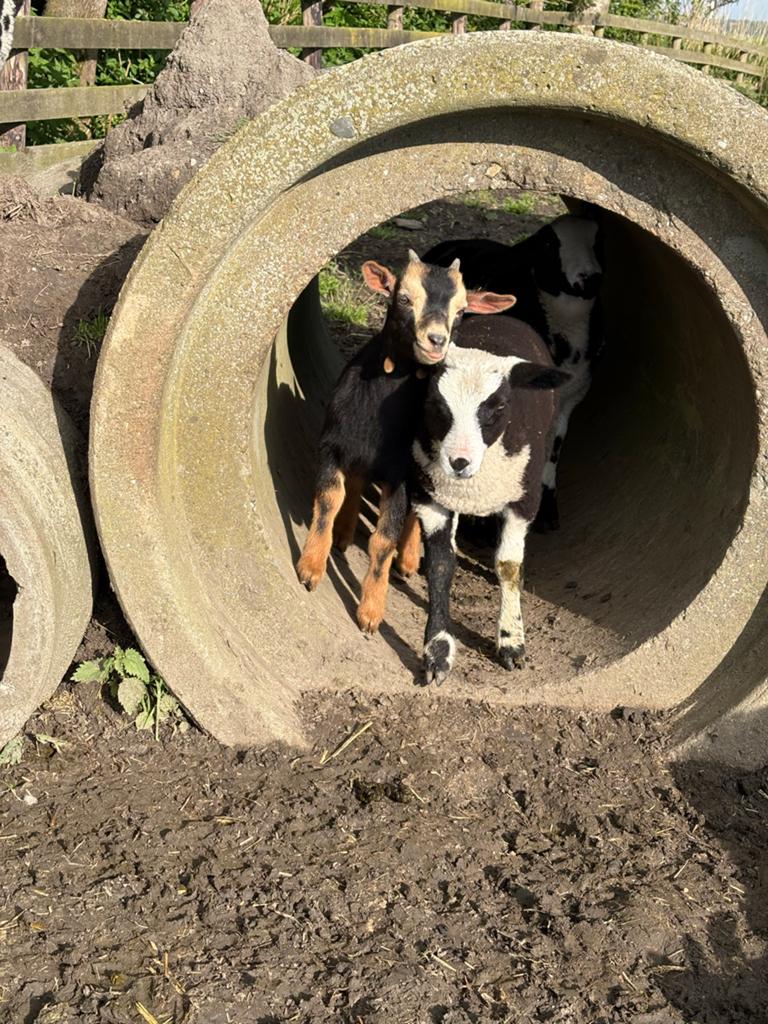 Dwerg bokje black tan, Dieren en Toebehoren, Schapen, Geiten en Varkens, Mannelijk, Geit, 0 tot 2 jaar