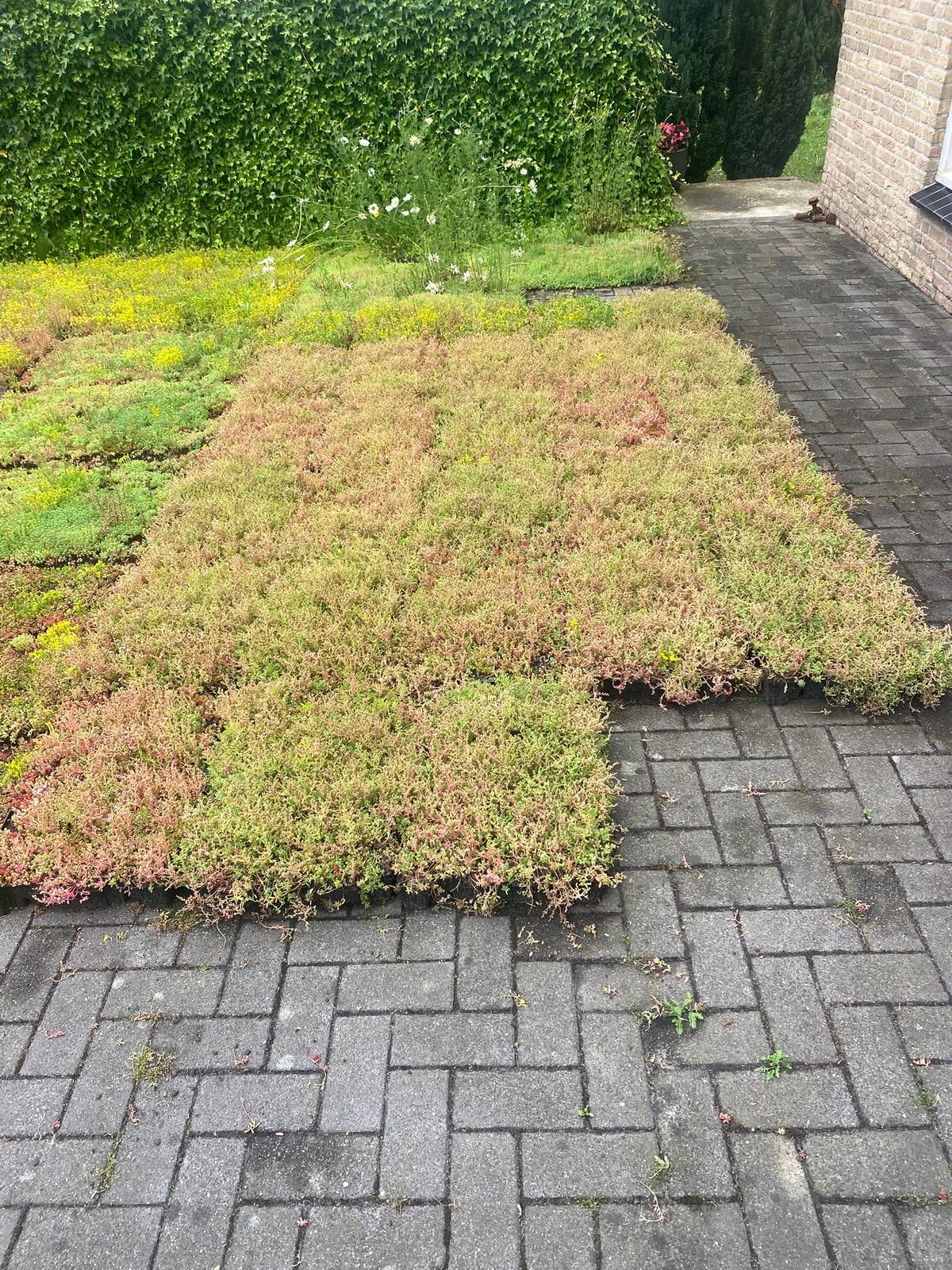 Sedum cassettes voor makkelijk groendak, Ophalen of Verzenden, Volle zon