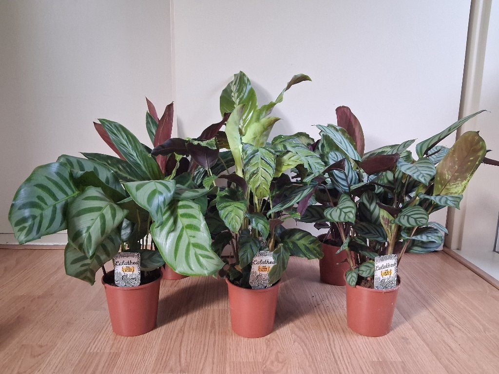 Calathea - Verschillende soorten Calathea's H: 35 - 50 cm., Ophalen, Overige soorten, Halfschaduw, Minder dan 100 cm