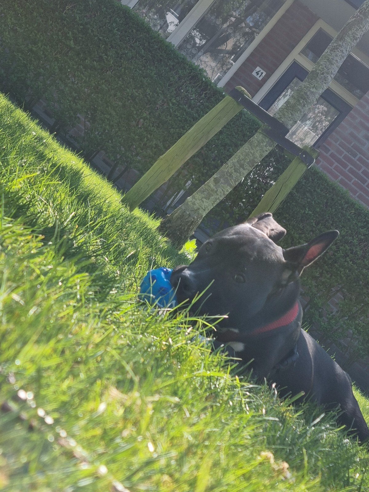 Amerikaanse stefford 8 maanden jong, Dieren en Toebehoren, 15 weken tot 1 jaar, Overige rassen, Teef, Eén hond