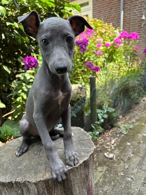 Mooie Whippet pups, Parvo, Nederland, Whippet, 8 tot 15 weken