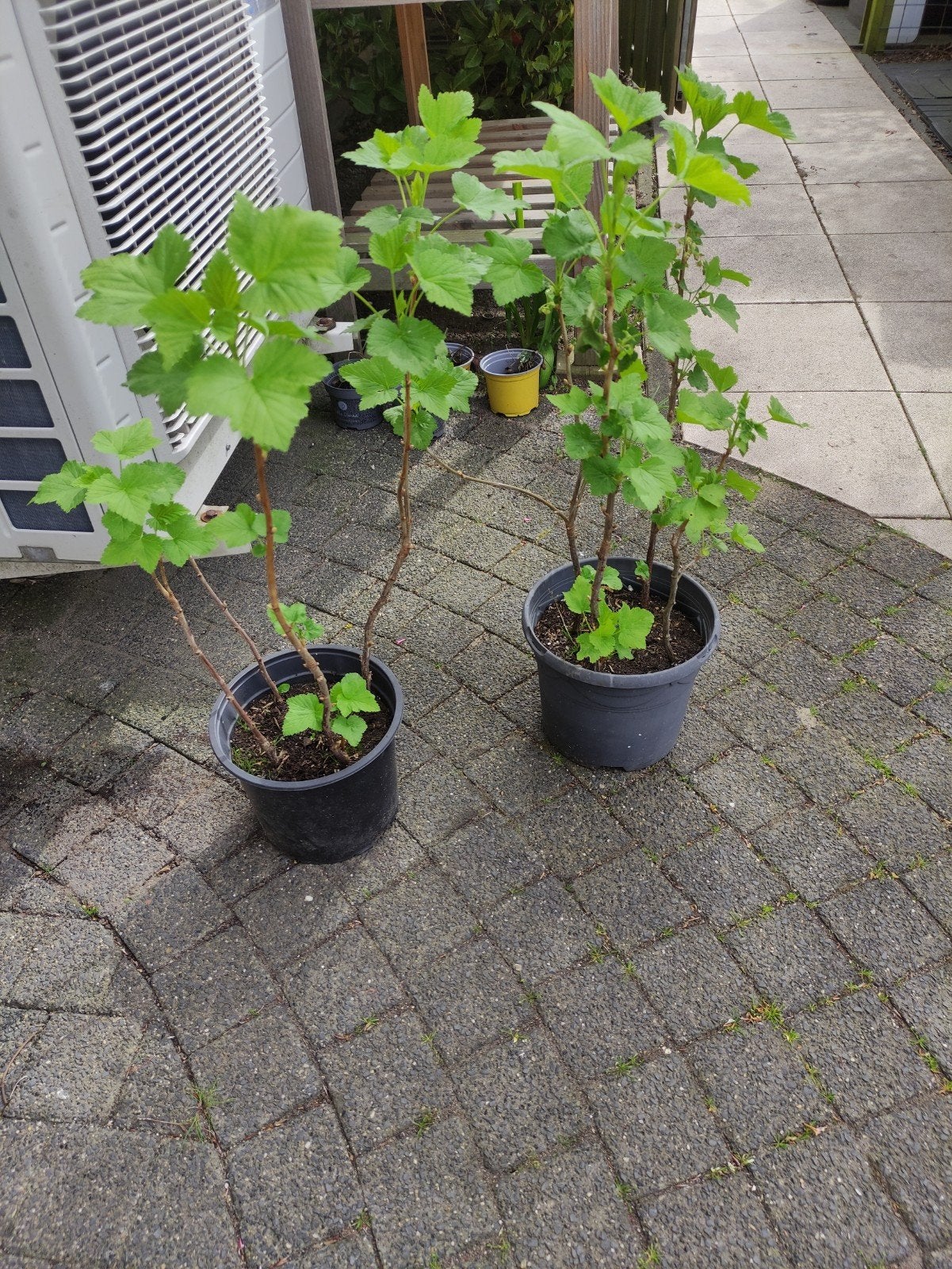 Zwarte bessen struiken, Ophalen, Overige soorten, Minder dan 100 cm