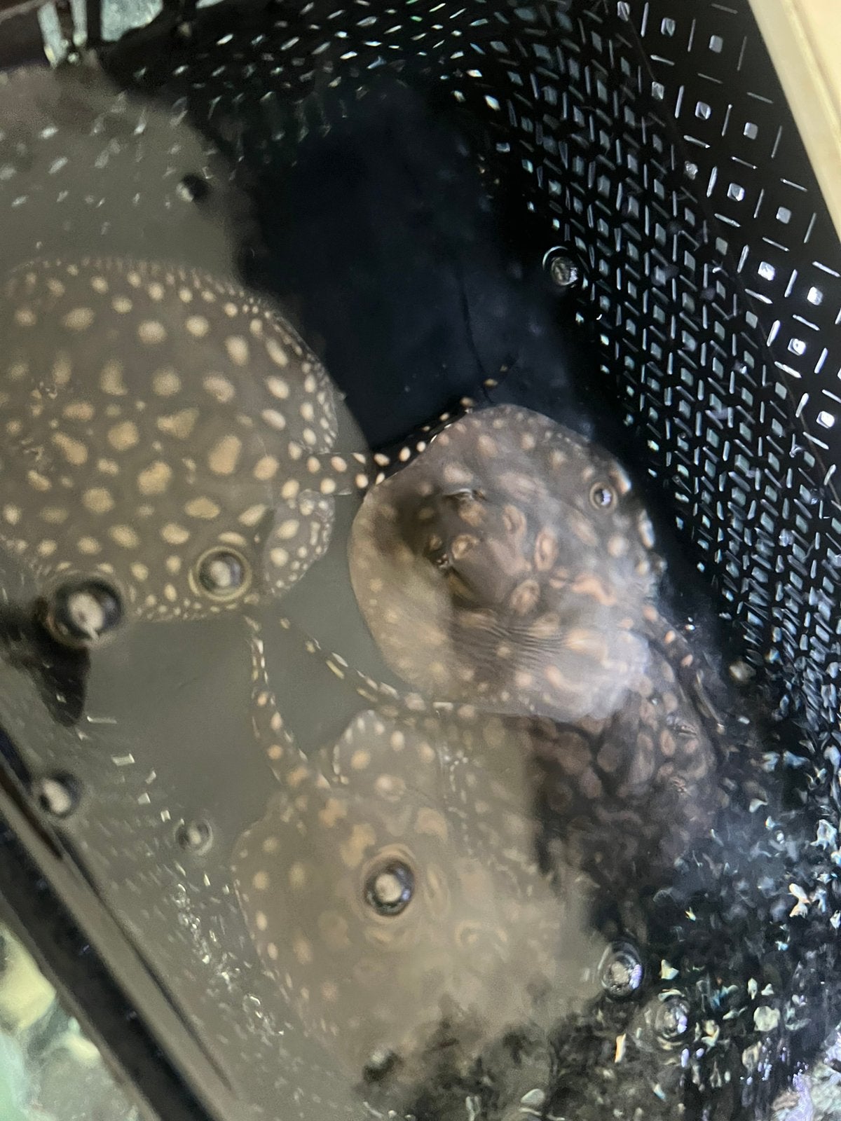 150€ PUPS Black diamond potamotrygon pijlstaartrog te koop, Dieren en Toebehoren, Vissen | Aquariumvissen, Vis