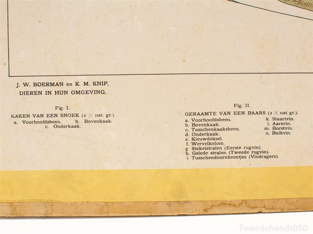 Vintage biologie schoolplaat 99307, Antiek en Kunst, Ophalen of Verzenden