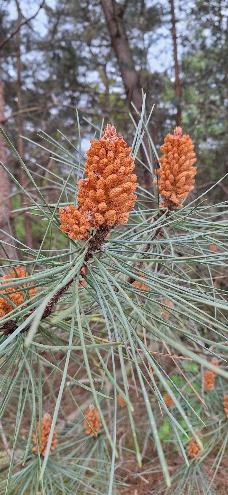 zeeden kroten gedroogd. pinus pinaster.., Ophalen of Verzenden