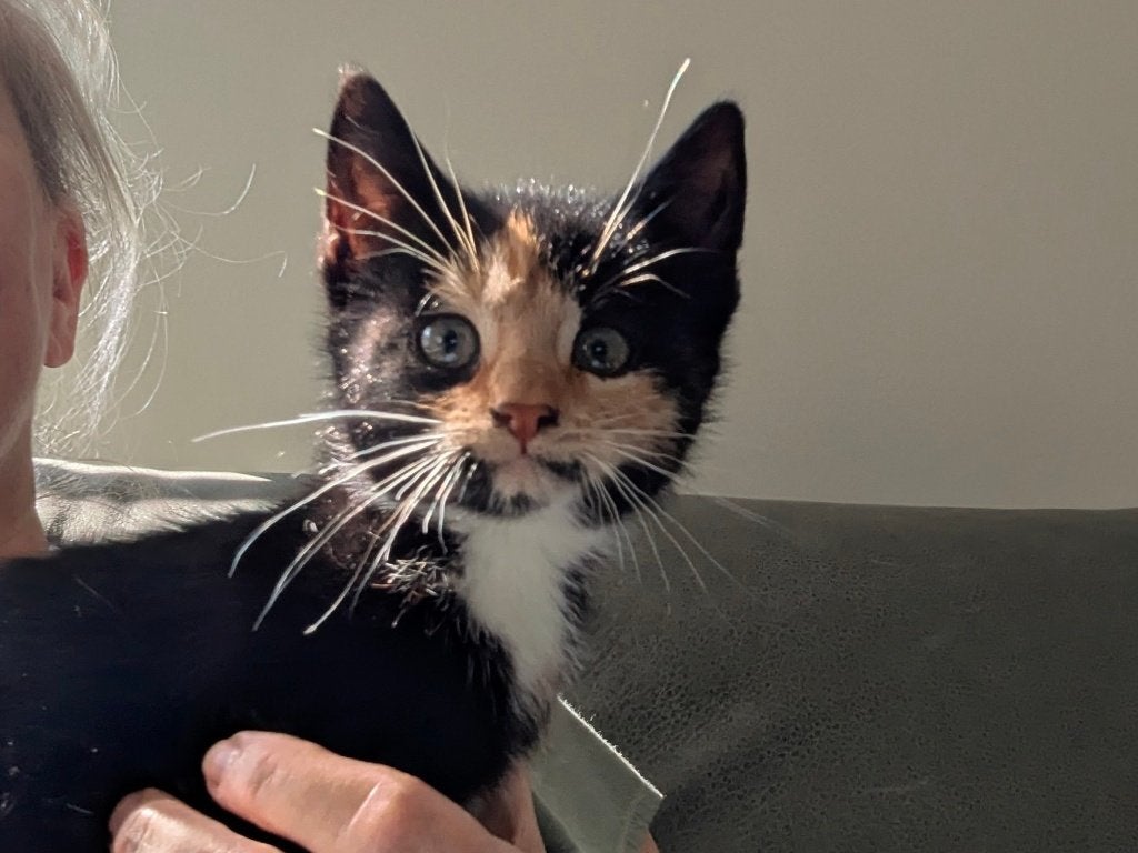 5 Prachtige boerderij kittens, Meerdere dieren, Ontwormd, 0 tot 2 jaar